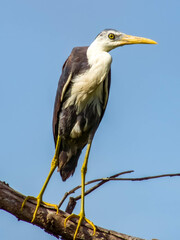 Pied Heron in Queensland Australia