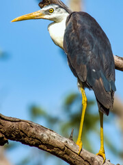 Pied Heron in Queensland Australia - obrazy, fototapety, plakaty