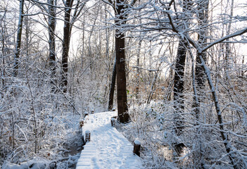 Biodiversity Haff Reimech, wetland and nature reserve in Luxembourg, pond surrounded by reed and trees, bird watching observation point, snow in winter 