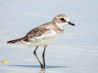 Siberian Sand Plover in Queensland Australia