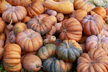 harvested orange pumpkins