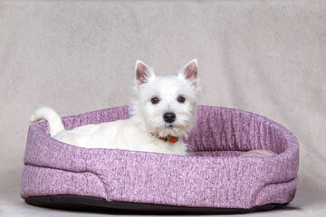 west highland white terrier