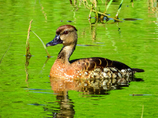 Spotted Whistling-Duck in Queensland Australia