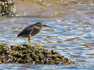 Striated Heron in Queensland Australia