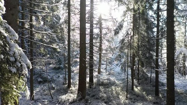 Fantastic snowy winter landscape, magic sunset in the forest