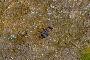 wildlife at lake Manyara in Tanzania