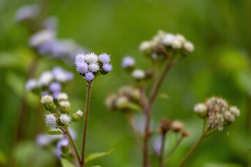 Billygoat weed (Ageratum conyzoides) is regarded as an environmental weed. This species is a common weed of disturbed sites, waste areas, roadsides, gardens, pastures, and crops.
