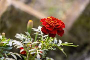 Reddish Orange French marigolds or Tagetes patula bloom in the garden. Locally known as mace flower in Bangladesh. It is found in most homes in India.