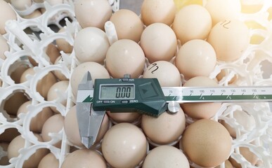 Digital verniers caliper is above several eggs in a tray, with the concept of measuring the...