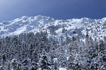 Snow-filled pine trees on the mountain