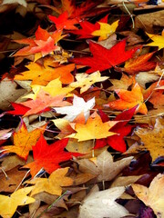 水辺に散ったモミジの枯れ葉