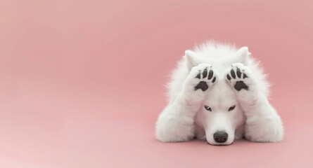 Funny samoyed dog covers his head with paws isolated on pink background