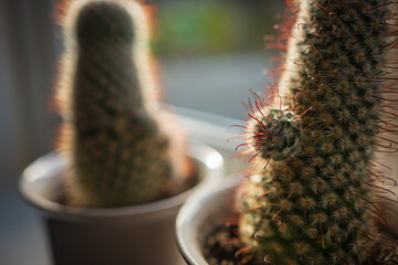 Two green blossoming cactus plants with sharp white prickles in pot closeup