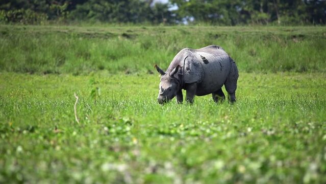Great indian rhinoceros or one horned rhinoceros grazing and Playing in the mud in kaziranga national park in indian assam.