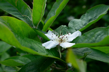 White flower and leaves of the Common Medlar or Mespilus germanica