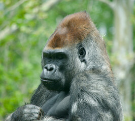 Obraz premium Western lowland gorilla at Oklahoma City Zoo