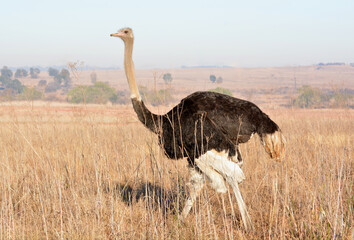 Ostrich walkin in grass veldt