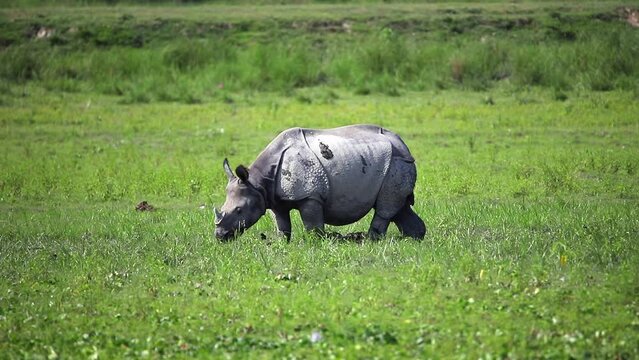 Great indian rhinoceros or one horned rhinoceros grazing and Playing in the mud in kaziranga national park in indian assam.
