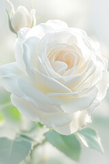 Romantic greeting card with tender Flowers, closer look on buds Roses. Banner, Illustration for Albums, notebooks