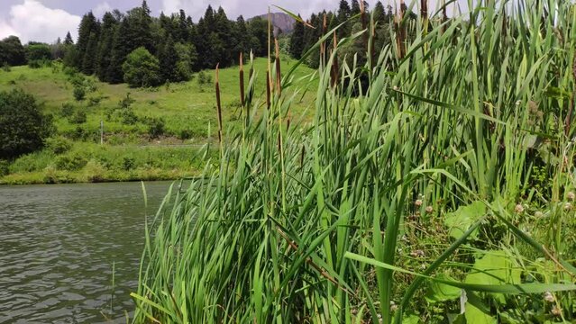 Reeds on the pond. Wild plants growing near reservoirs