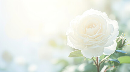 Romantic greeting card with tender Flowers, closer look on buds Roses. Banner, Illustration for Albums, notebooks