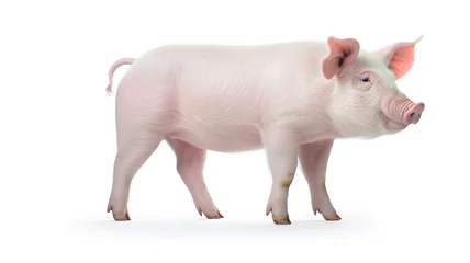 Fotobehang A pig isolated on a white background.  © BlazingDesigns