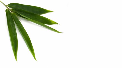 Yellow Bamboo leaves isolated on white background. Golden bamboo (Phyllostachys aurea). Copy Space
