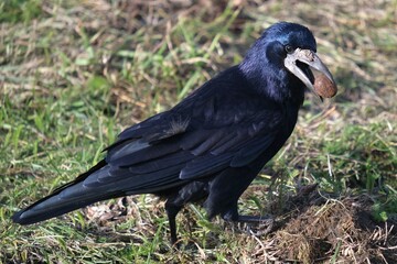 A rook with a nut in its beak sits on the grass