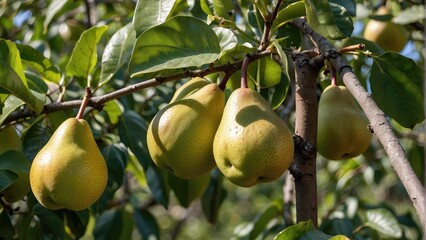 On a bright day, pears grow on a tree in the harvest garden