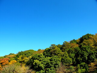 冬の森と青空風景