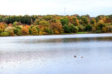 Two ducks swim on the lake