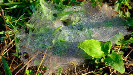 Spider web with dew drops on green grass, close-up