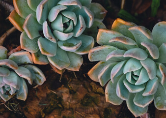 close up of succulent plant