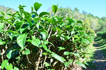 Tea branch leaves in the tea garden