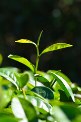 Fototapeta na wymiar Tea branch leaves in the tea garden