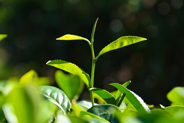 Tea branch leaves in the tea garden