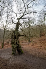 Deurstickers The ancient oak human groot tree Cannock Chase, Staffordshire. © Rob Thorley