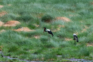 wildlife at lake Manyara in Tanzania