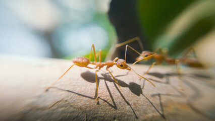 Asian weaver ant