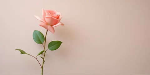 Fotobehang Elegant single peach rose on a neutral background © thodonal