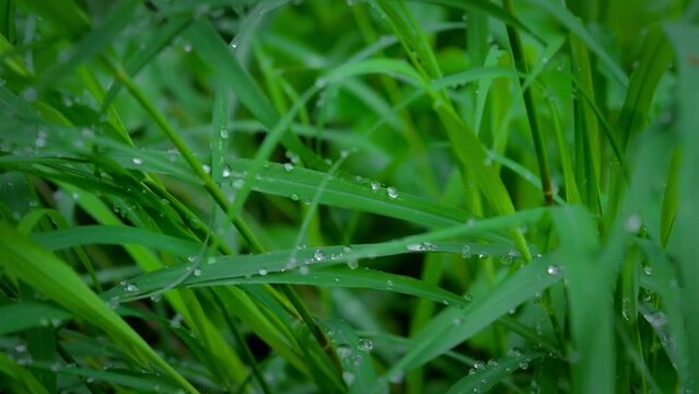 background of green weeds in the garden