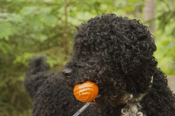 Spanischer Wasserhund mit orangem Ball