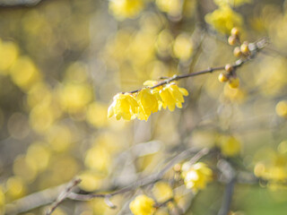 ロウバイ 蝋梅 Wintersweet