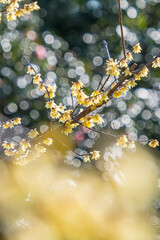 ロウバイ 蝋梅 Wintersweet