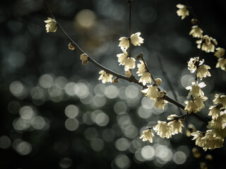 ロウバイ 蝋梅 Wintersweet