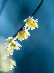 ロウバイ 蝋梅 Wintersweet