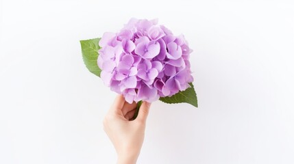 Purple hydrangea in the hand of a girl on a white background . Close up. 
