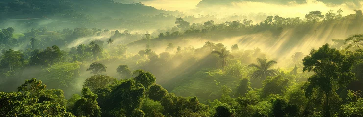  Panoramic aerial view of a jungle landscape at sunrise. © Simon