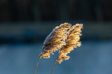 Selective focus of dried puffy common reed plants or water reeds in winter with golden sunlight in evening before the sunset, The grass-like plants of wetlands and growing in the estuary of the river.