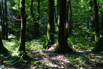 Fototapeta na wymiar Sous bois des forêts de la Sarthe